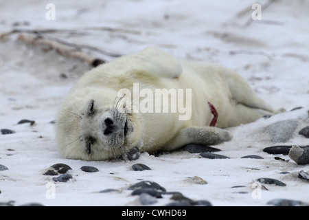 giovane guarnizione grigia Foto Stock