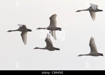 cigni selvatici Foto Stock