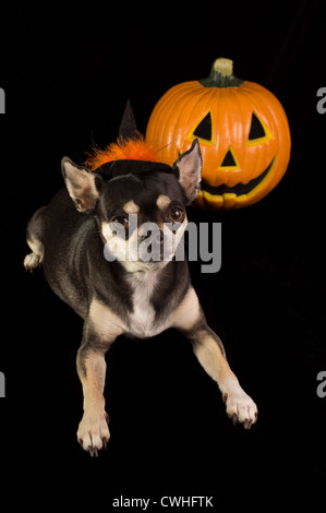 Carino Chihuahua vestito da strega per Halloween. Con zucca e verde di fronte strega in background Foto Stock