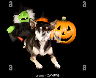 Carino Chihuahua vestito da strega per Halloween. Con zucca e verde di fronte strega in background Foto Stock