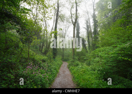 Bosco in Ebbor Gorge. Somerset. In Inghilterra. Regno Unito. Foto Stock