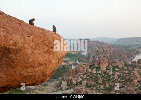 Le scimmie a guardare il tramonto dalla collina Matanga in Hampi, Karnataka, India Foto Stock