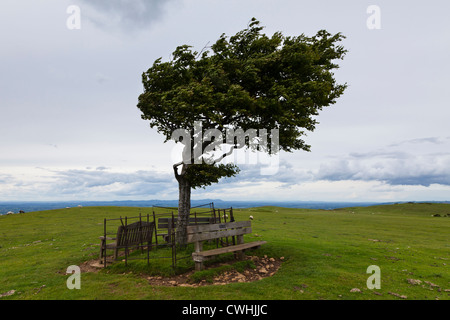 La struttura più alta nel Gloucestershire, Regno Unito - un solitario, ventoso faggio sulla cima della collina al Cleeve comune su Cotswold Hills - 1083 ft Foto Stock