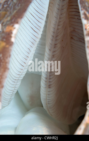 Le branchie di un gigante di Clam su una scogliera in Nord Sulawesi. Foto Stock