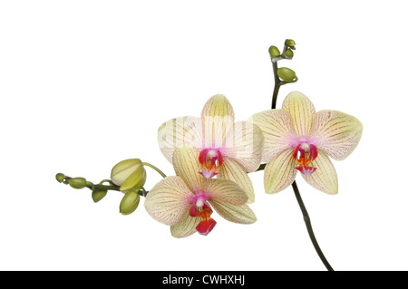 Phalaenopsis, moth orchid fiori e boccioli isolata contro bianco Foto Stock