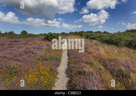 Kelling Heath Norfolk in agosto percorso attraverso Gorse & Heather Foto Stock