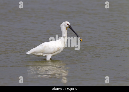 Spatola Platalea leucorodia singola alimentazione di uccelli Foto Stock