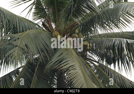 Noci di cocco verde in una palma da cocco (Cocos nucifera). Foto Stock