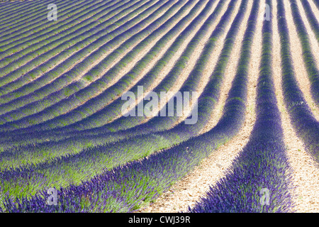 Campi di lavanda nei pressi di Sault in Provenza Francia Foto Stock