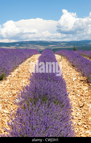 Campi di lavanda nei pressi di Sault in Provenza Francia Foto Stock