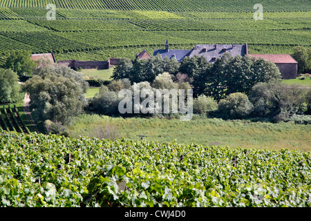 Vecchia vigna vicino a Palace Johannisberg nel Rheingau, Hesse, Germania Foto Stock