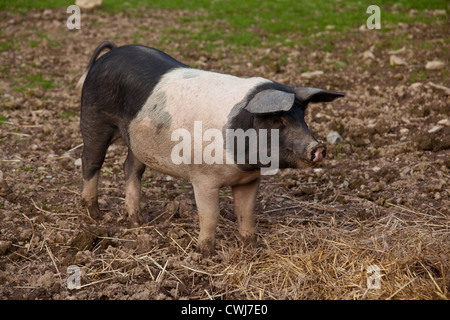 A doppio spiovente maiale. Cornovaglia, Inghilterra, Regno Unito. Foto Stock