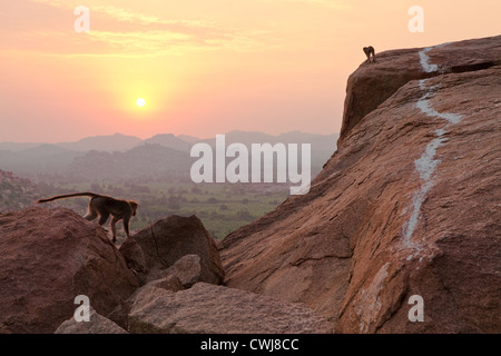 Le scimmie a guardare il tramonto dalla collina Matanga in Hampi, Karnataka, India Foto Stock