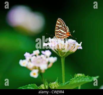 Butterfly, comune Silverline, Spindasis vulcanus succhiare miele dal fiore impollina, close up, spazio di copia Foto Stock