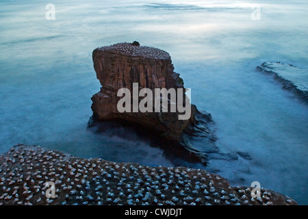 Colonia Australasiana di Gannets sulla costa occidentale della Nuova Zelanda durante la stagione dell'allevamento Foto Stock