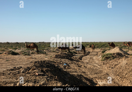 Cammelli nel deserto del Sahara-Tunisia Foto Stock