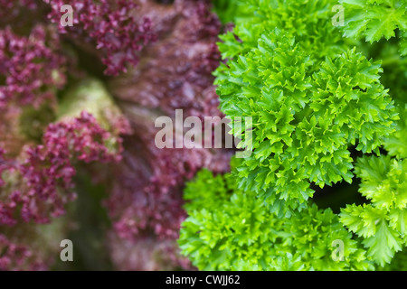 Lactuca sativa e Petroselinum crispum. Lollo rosso lattuga e prezzemolo riccio la bordatura di una trama vegetale. Foto Stock