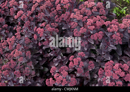 "Sedum viola imperatore' Foto Stock