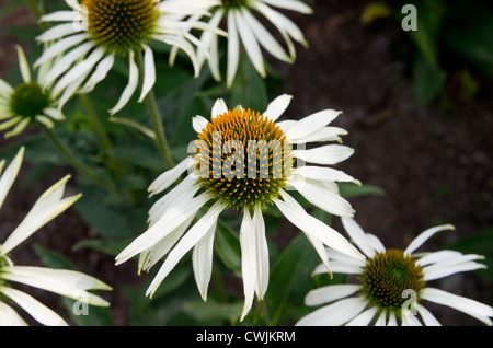 Echinacea Purpurea 'White Swan" Foto Stock