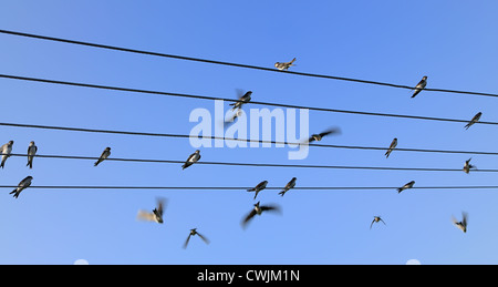 Gruppo di rondini seduto sulla linea di potenza con cielo blu dietro. Foto Stock