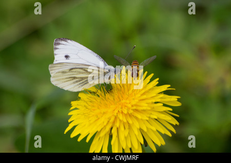 Blu bianco venato a farfalla e hoverfly su un fiore di tarassaco Foto Stock