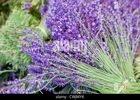 La lavanda per la vendita al mercato in Apt Provence Francia Foto Stock