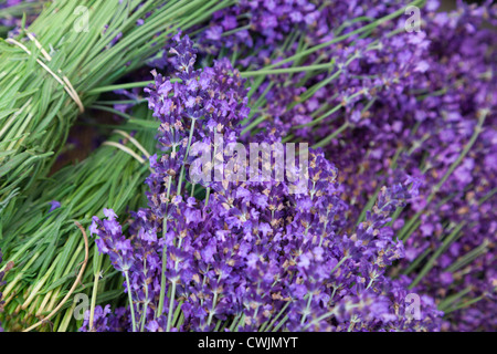 La lavanda per la vendita al mercato in Apt Provence Francia Foto Stock