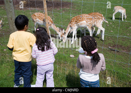 Le giovani ragazze e ragazzo guardando le renne sui bambini per una gita di una fattoria Foto Stock