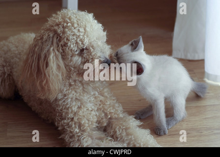 Giovani siamese Gattino fare un bacio con mini cane barboncino Foto Stock