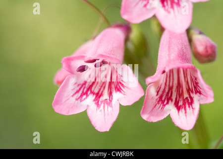 Penstemon 'Hidcote rosa' crescono in un confine erbacee. Linguetta di barba fiore. Foto Stock