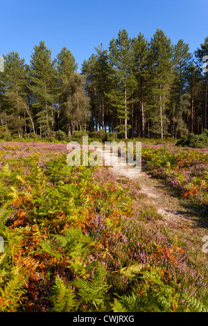 Bracken colorati e erica viola nella nuova foresta su una giornata d'estate Foto Stock