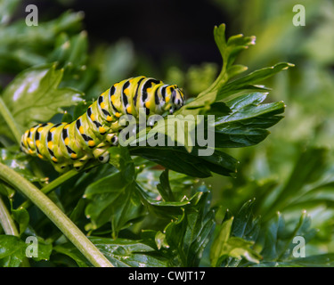 Nero a coda di rondine di alimentazione caterpillar su prezzemolo Foto Stock