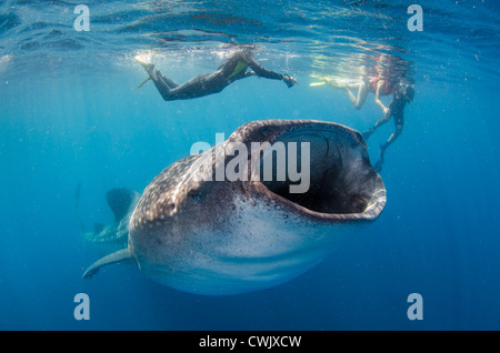 Squalo Balena alimentando il bonito la deposizione delle uova, Isla Mujeres, Cancun Yucatan, Messico Foto Stock