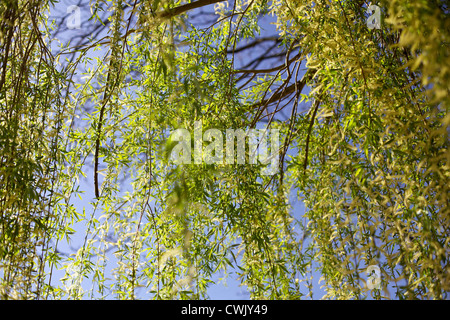 Fumoso salice piangente albero Foto Stock