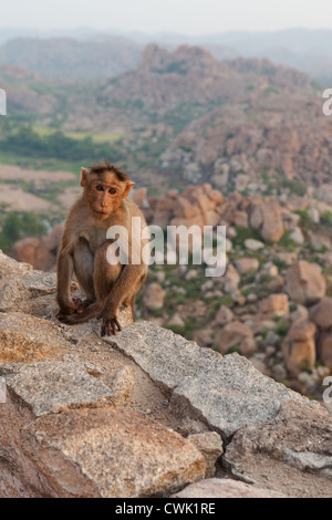 Cofano scimmia macaco orologi alba sulle rovine di Hampi in India Foto Stock