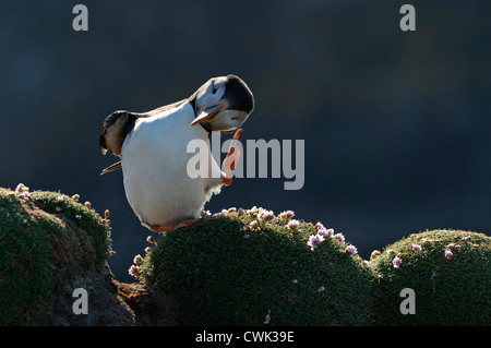 Atlantic puffin (Fratercula arctica) estate preening adulti. Fair Isle, Shetland. Giugno. Foto Stock