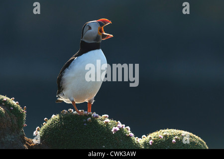 Atlantic puffin (Fratercula arctica) estate adulto bill schiusi. Fair Isle, Shetland. Giugno. Foto Stock