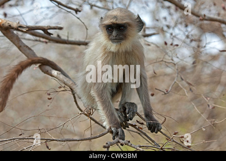 Grigio / langur Hanuman langur (Semnopithecus entellus) capretti, il Parco nazionale di Ranthambore, Sawai Madhopur, Rajasthan, India Foto Stock