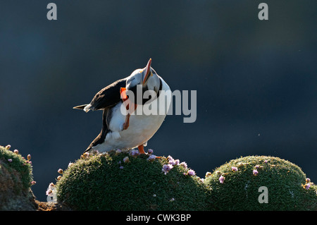 Atlantic puffin (Fratercula arctica) estate preening adulti. Fair Isle, Shetland. Giugno. Foto Stock