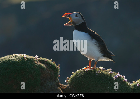 Atlantic puffin (Fratercula arctica) estate adulto bill schiusi. Fair Isle, Shetland. Giugno. Foto Stock