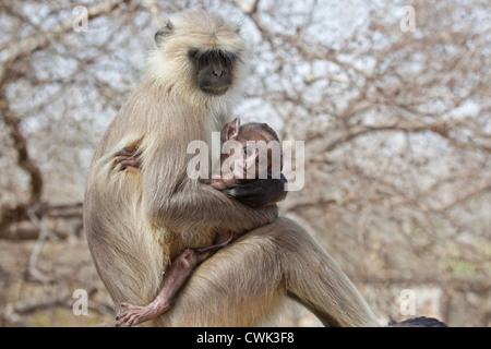 Grigio / langur Hanuman langur (Semnopithecus entellus) con il bambino, il Parco nazionale di Ranthambore, Sawai Madhopur, Rajasthan, India Foto Stock