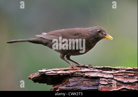 Merlo (Turdus merula) femmina sul tronco di albero sotto la pioggia, Belgio Foto Stock