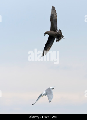 Arctic skua (Stercorariius parasiticus) persegue kittiwake (Rissa tridactyla) in volo. Isole Shetland. Giugno. Foto Stock