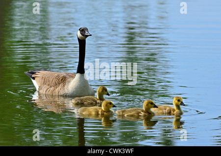 Canada Goose (Branta canadensis) Nuoto con goslings nel lago, Belgio Foto Stock