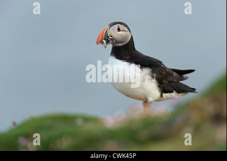 Atlantic puffin (Fratercula arctica) estate adulto di portare cicerelli in bolletta. Fair Isle, Shetland. Giugno. Foto Stock