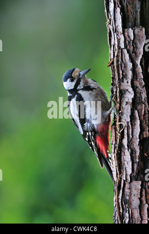Picchio rosso maggiore / Picchio Rosso (Dendrocopos major) maschio rovistando sul tronco di albero nella foresta, Belgio Foto Stock