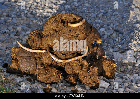 Horse nematode / roundworms equina (Parascaris equorum), vermi parassiti in escrementi di cavallo / stallatico Foto Stock