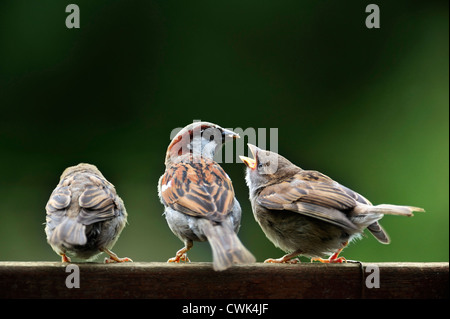 Maschio / comune casa passero (Passer domesticus) alimentazione di accattonaggio novellame su giardino recinto, Belgio Foto Stock
