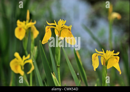 Iris gialla / bandiera gialla / acqua bandiera (Iris pseudacorus) in fiore lungo il lago in zona umida Foto Stock