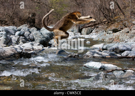 Montagne Qinling, Golden maschio di scimmia saltando su di un fiume Foto Stock